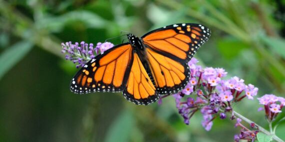 KELEBEKLER GERÇEKTEN BİR GÜN MÜ YAŞAR?