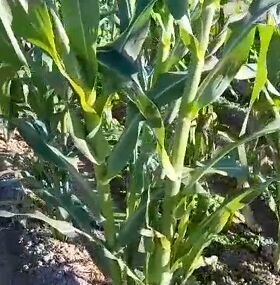 *Ankara’da Yenilikçi Çiftçi: Yerel Mısırın Rönesansı*