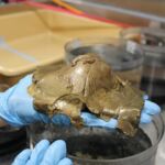 16949513331295600090