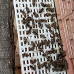 16949518291818439630