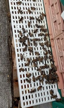 16949518291818439630