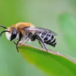 plasterer-bee-Colletes-daviesanus