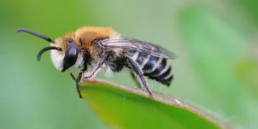 plasterer-bee-Colletes-daviesanus