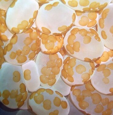 16969238431836685264