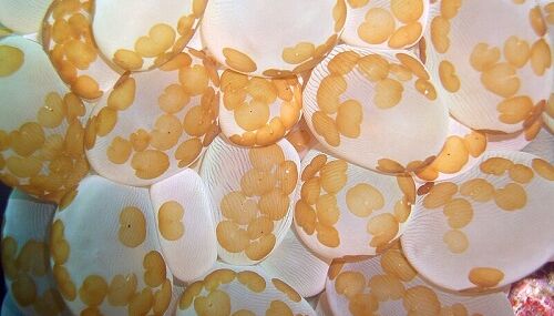 Küçük Güneş Enerjili Hayvanların Gizemli Dünyası