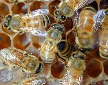 Arıcılıkta Yeni Bir Çığır: ARICA PROBIOTICS